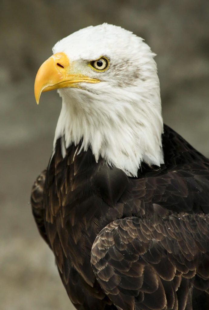 Bald eagle